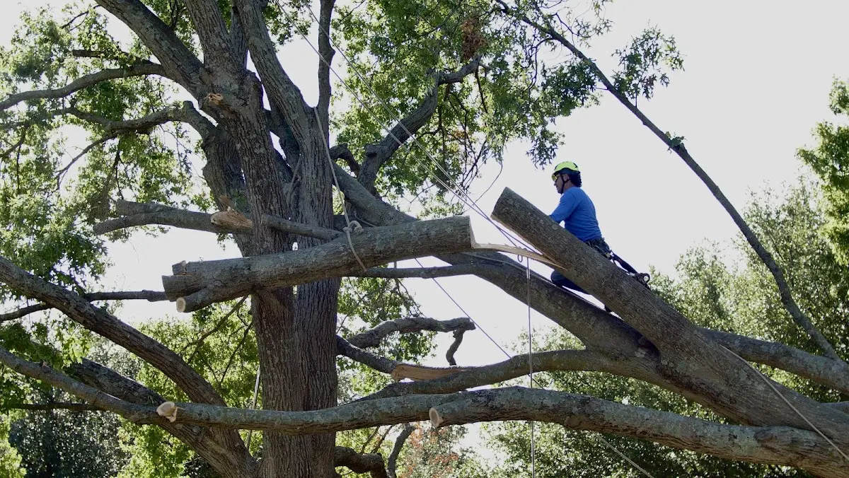 Professional Crown Thinning performed by certified arborists in Nicollet